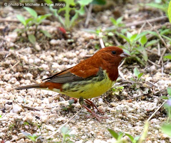 Рыжая овсянка - Emberiza rutila (Pallas, 1776)