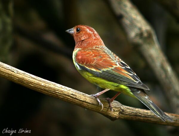 Рыжая овсянка - Ocyris rutilus photo gallery-5