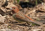 Рыжая овсянка - Ocyris rutilus photo gallery-6