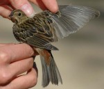 Рыжая овсянка - Ocyris rutilus photo gallery-9