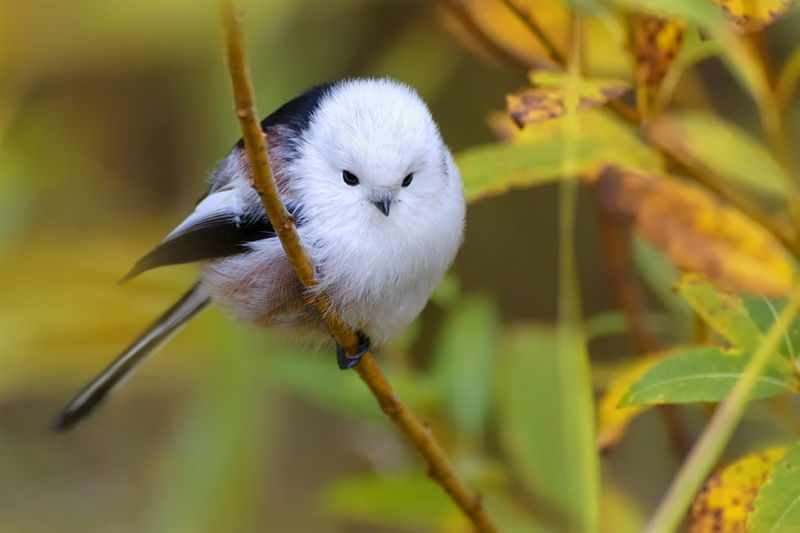 Ополовник – Aegithalos caudatus (Linnaeus, 1758)