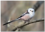 Ополовник - Aegithalos caudatus фотография-10
