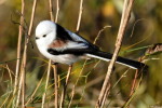 Ополовник - Aegithalos caudatus фотография-11