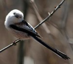 Ополовник - Aegithalos caudatus фотография-12