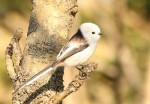 Ополовник - Aegithalos caudatus фотография-13