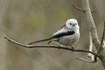 Ополовник - Aegithalos caudatus фотография-14