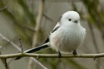Ополовник - Aegithalos caudatus фотография-15