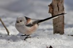 Ополовник - Aegithalos caudatus фотография-16