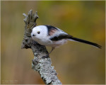 Ополовник - Aegithalos caudatus фотография-18