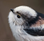Ополовник - Aegithalos caudatus фотография-19