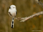 Род Длиннохвостые синицы – Aegithalos (Hermann, 1804)