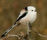 Ополовник - Aegithalos caudatus фотография-20