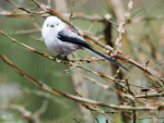 Ополовник - Aegithalos caudatus фотография-22