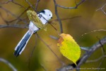 Ополовник - Aegithalos caudatus фотография-23