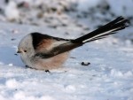 Ополовник - Aegithalos caudatus фотография-3