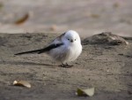 Ополовник - Aegithalos caudatus фотография-4