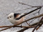 Ополовник - Aegithalos caudatus фотография-5