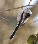 Ополовник - Aegithalos caudatus фотография-9