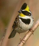 Желтогорлая овсянка - Cristemberiza elegans photo gallery-2