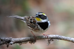 Желтогорлая овсянка - Cristemberiza elegans photo gallery-4
