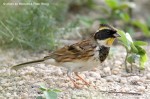 Желтогорлая овсянка - Cristemberiza elegans photo gallery-5