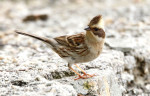 Желтогорлая овсянка - Cristemberiza elegans photo gallery-6