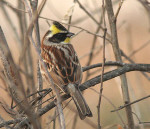 Желтогорлая овсянка - Cristemberiza elegans photo gallery-8