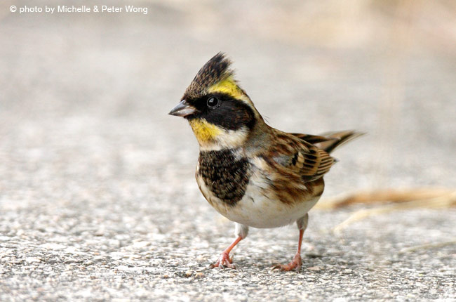 Желтогорлая овсянка - Emberiza elegans (Temminck, 1836)