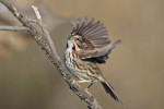 Певчая овсянка - Melospiza melodia photo gallery-9