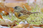 Седоголовая овсянка - Ocyris spodocephalus photo gallery-2