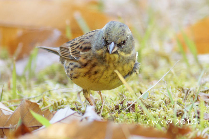 Седоголовая овсянка - Emberiza spodocephala (Pallas, 1776)