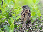 Седоголовая овсянка - Ocyris spodocephalus photo gallery-4