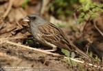 Седоголовая овсянка - Ocyris spodocephalus photo gallery-5