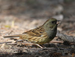 Седоголовая овсянка - Ocyris spodocephalus photo gallery-6