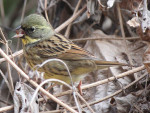 Седоголовая овсянка - Ocyris spodocephalus photo gallery-7