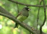 Седоголовая овсянка - Ocyris spodocephalus photo gallery-8