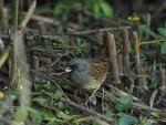 Седоголовая овсянка - Ocyris spodocephalus photo gallery-9