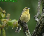 Жёлтая японская овсянка - Ocyris sulphuratus photo gallery-1