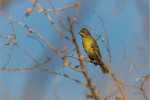 Жёлтая японская овсянка - Ocyris sulphuratus photo gallery-2