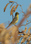 Жёлтая японская овсянка - Ocyris sulphuratus photo gallery-3