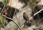 Жёлтая японская овсянка - Ocyris sulphuratus photo gallery-4