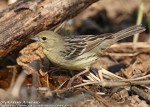 Жёлтая японская овсянка - Ocyris sulphuratus photo gallery-5
