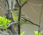 Жёлтая японская овсянка - Ocyris sulphuratus photo gallery-6