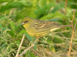 Японская жёлтая овсянка - Emberiza sulphurata (Temminck et Schlegel, 1849)