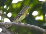 Жёлтая японская овсянка - Ocyris sulphuratus photo gallery-8