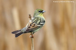 Жёлтая японская овсянка - Ocyris sulphuratus photo gallery-9