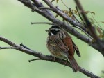 Таежная овсянка - Ocyris tristrami photo gallery-6