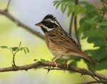 Таёжная овсянка - Emberiza tristrami (Swinhoe, 1870)