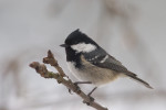 Московка - Parus ater фотография-1