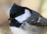 Московка - Parus ater фотография-10